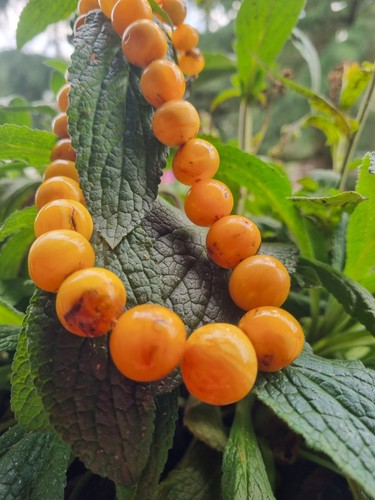 Seltene eigelb bernstein kette - eigelb,